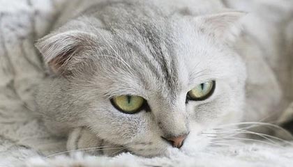 世界杯高清观看-德约科维奇复仇“总理” 助塞尔维亚挺进ATP杯决赛